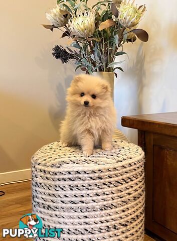 💙🩷 Super fluffy Pomerian boy and girl pups looking for their forever home