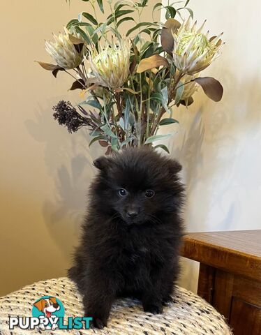 💙Super fluffy Pomerian 1 boy pup looking for his forever home