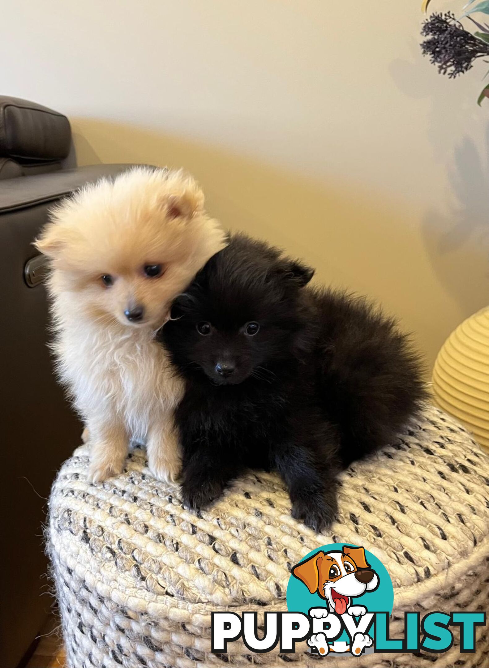 💙Super fluffy Pomerian 1 boy pup looking for his forever home