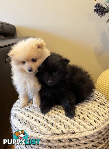 💙Super fluffy Pomerian 1 boy pup looking for his forever home