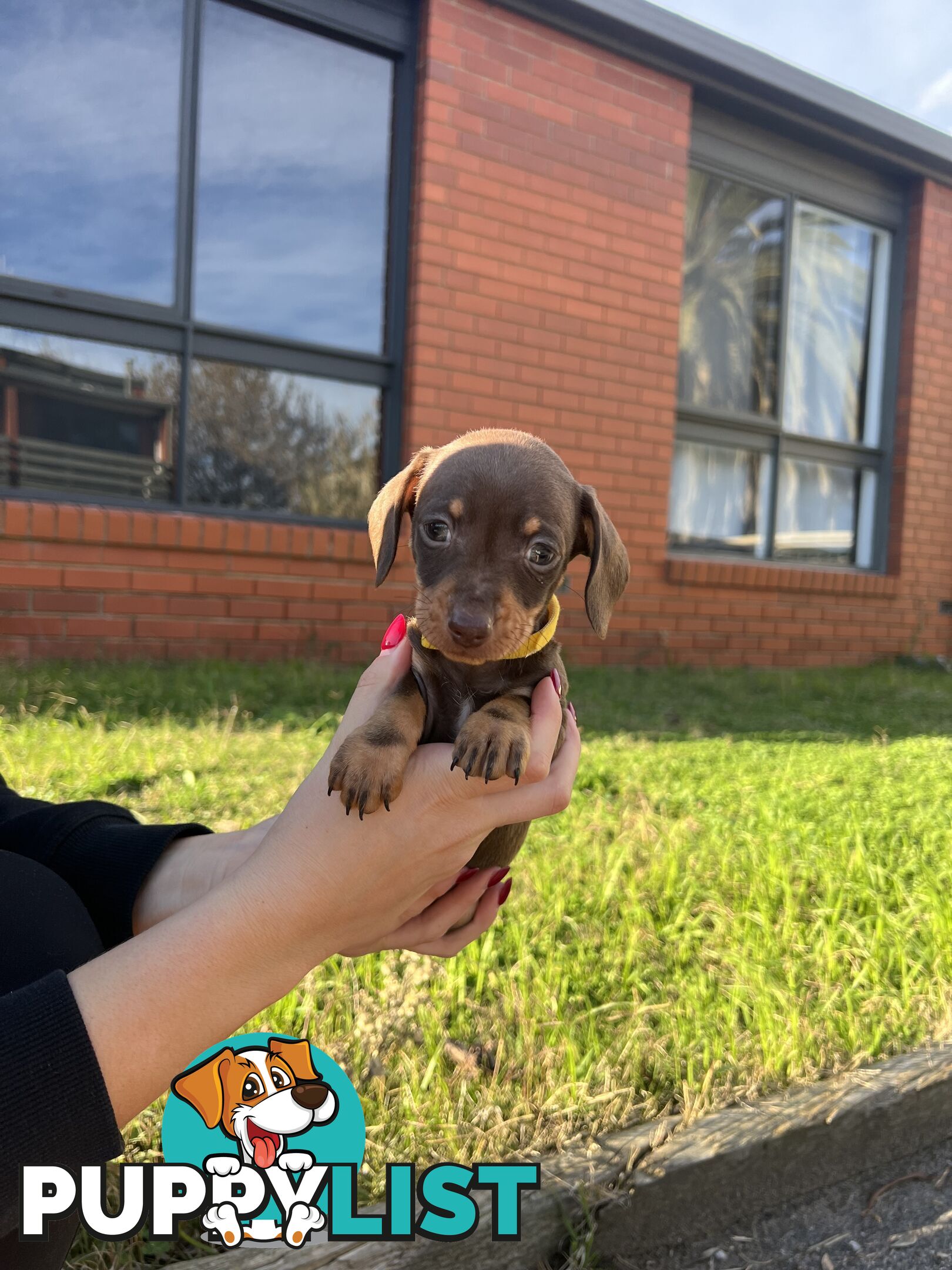Miniature Dachshund pups