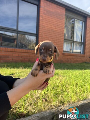 Miniature Dachshund pups