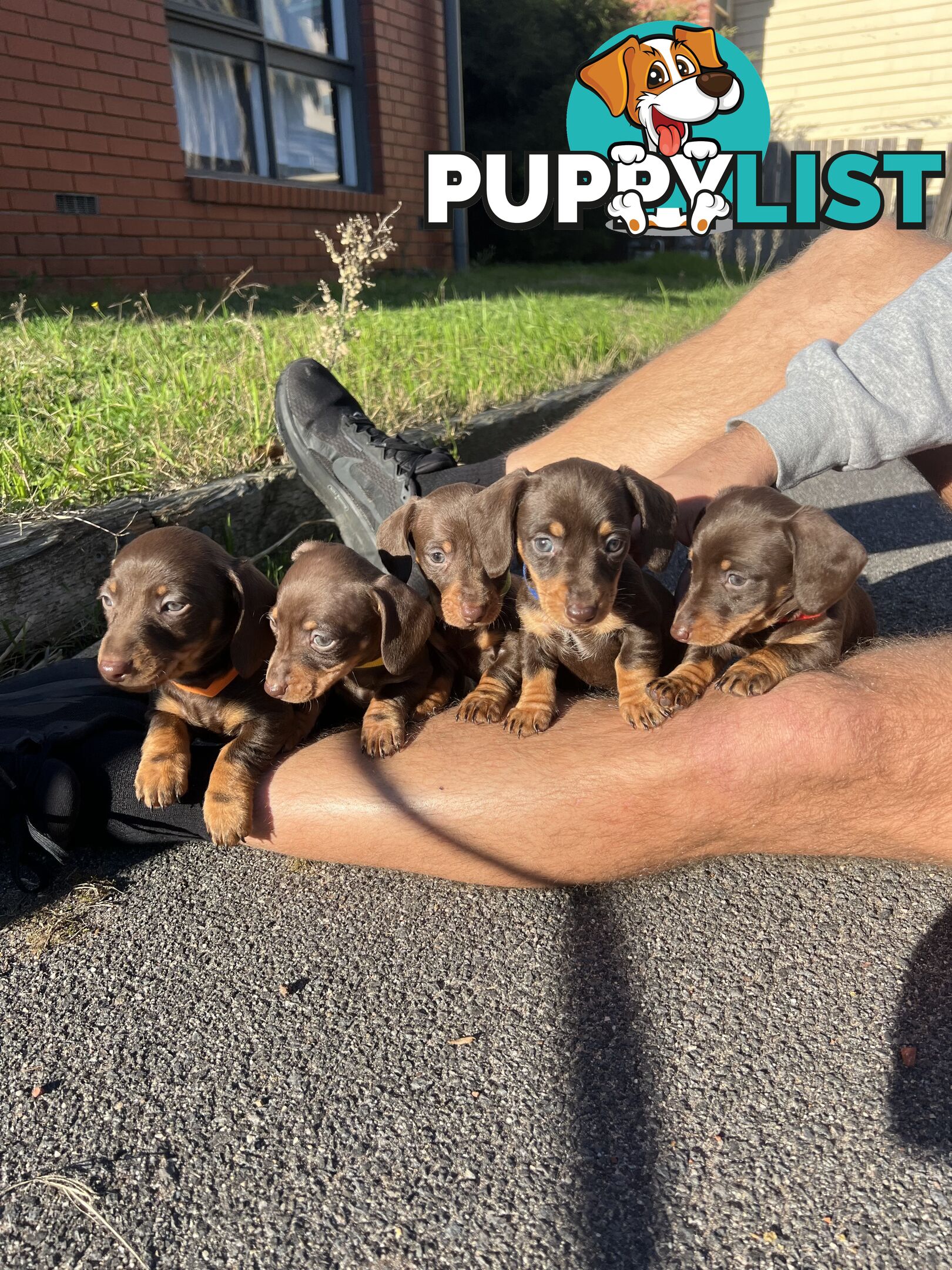 Miniature Dachshund pups