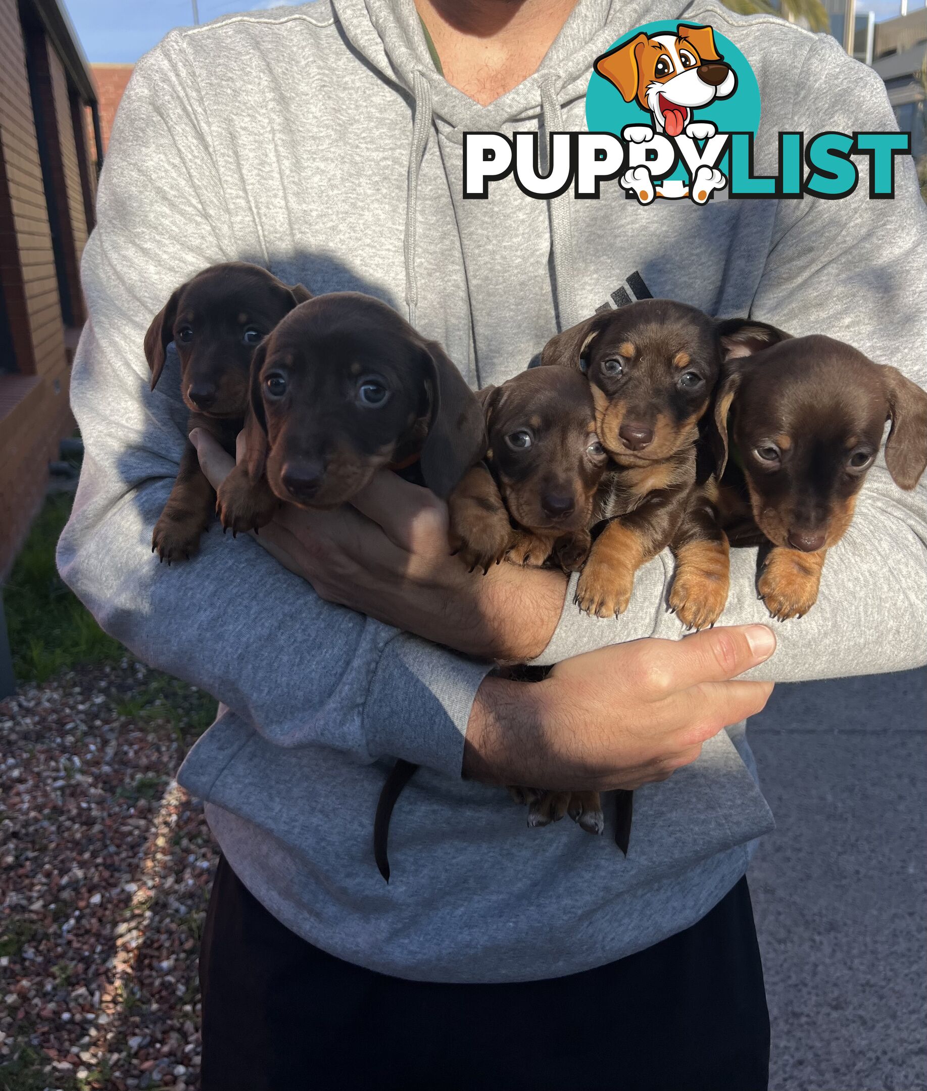 Miniature Dachshund pups