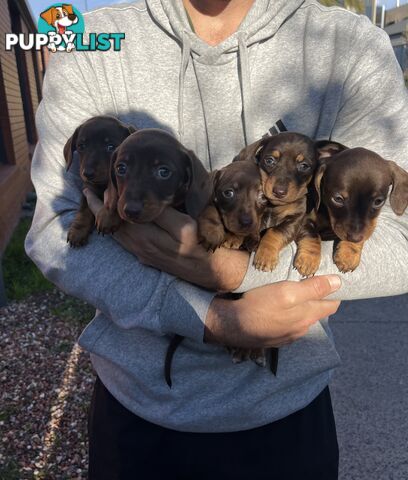 Miniature Dachshund pups