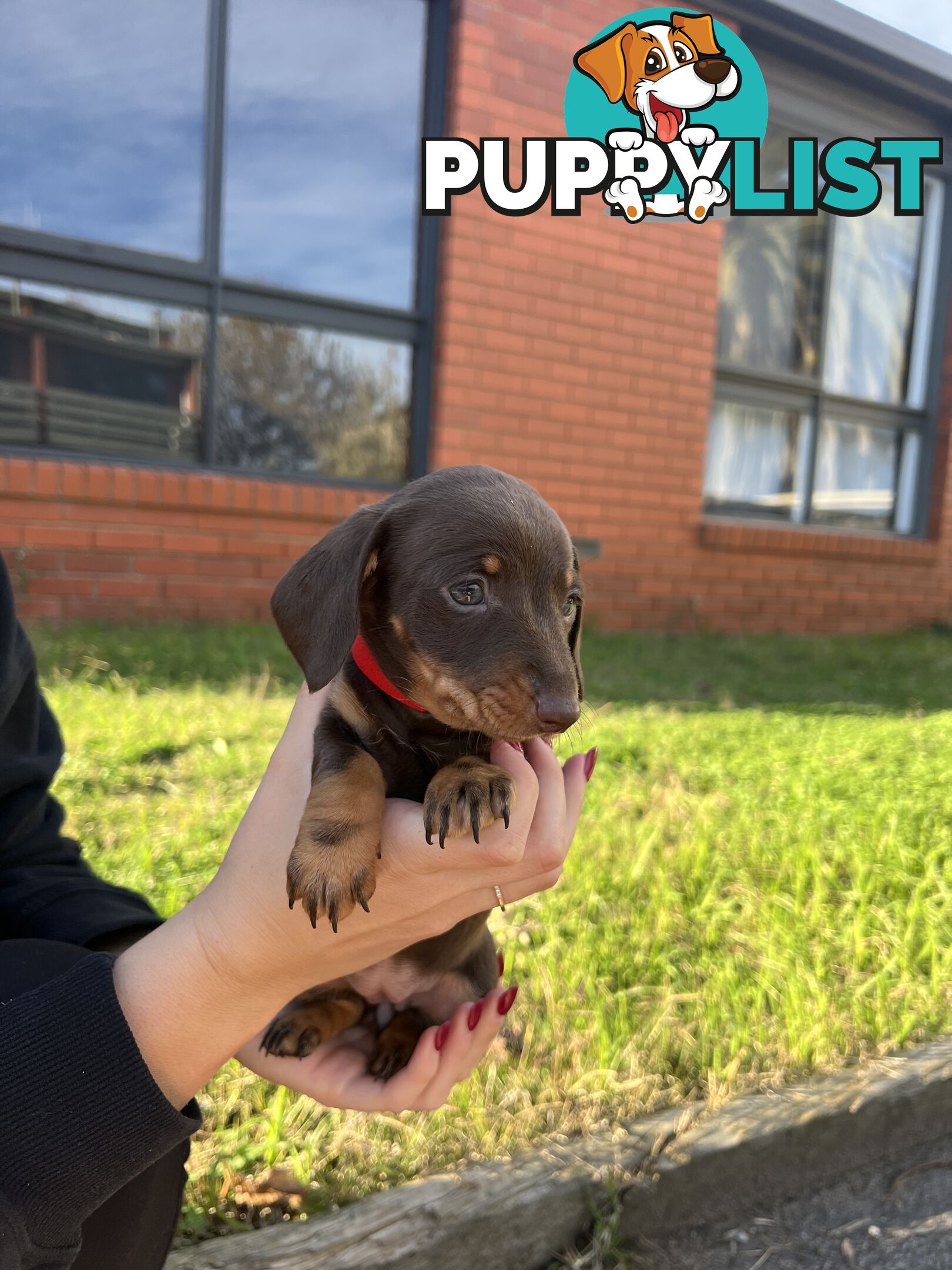 Miniature Dachshund pups