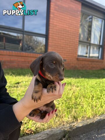 Miniature Dachshund pups