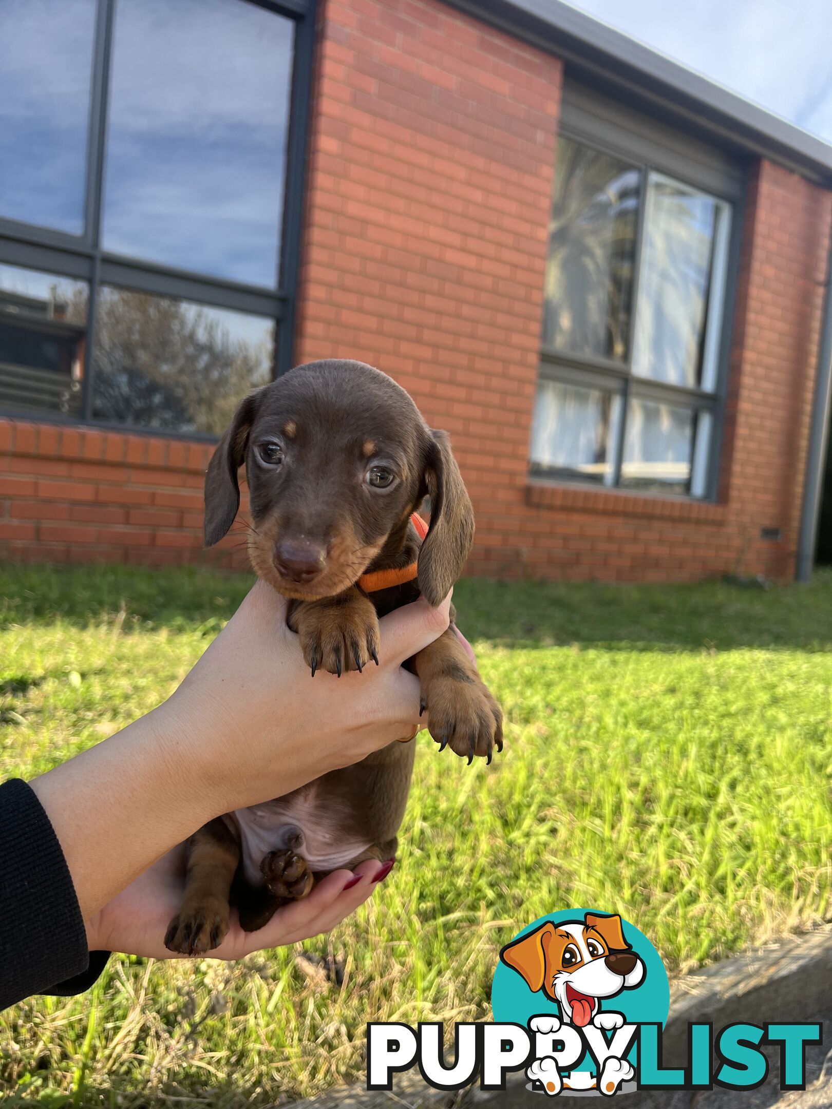 Miniature Dachshund pups