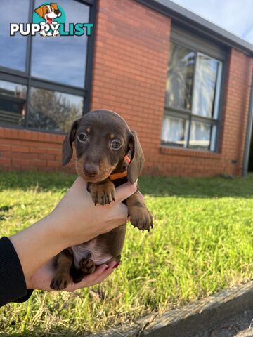 Miniature Dachshund pups