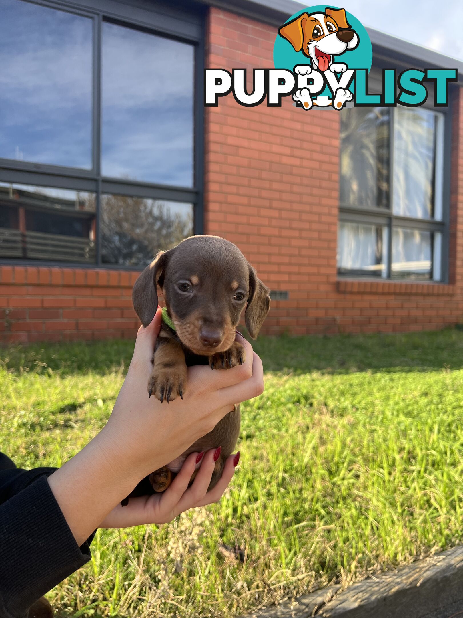 Miniature Dachshund pups