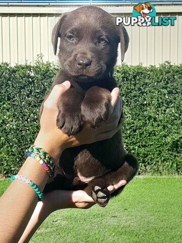 Beautiful Labrador Puppies for Sale