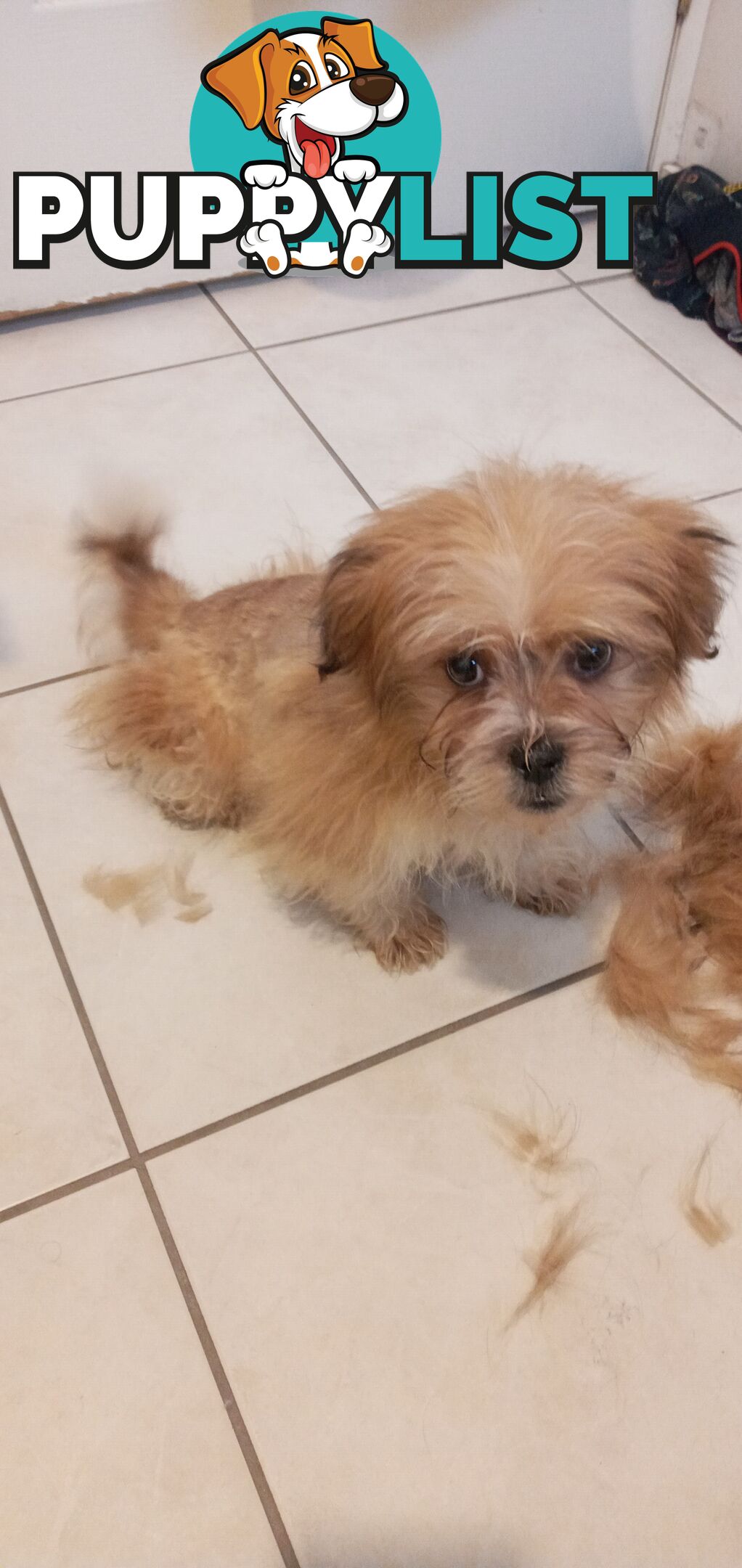 Maltese shihtzu puppy for sale