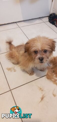 Maltese shihtzu puppy for sale