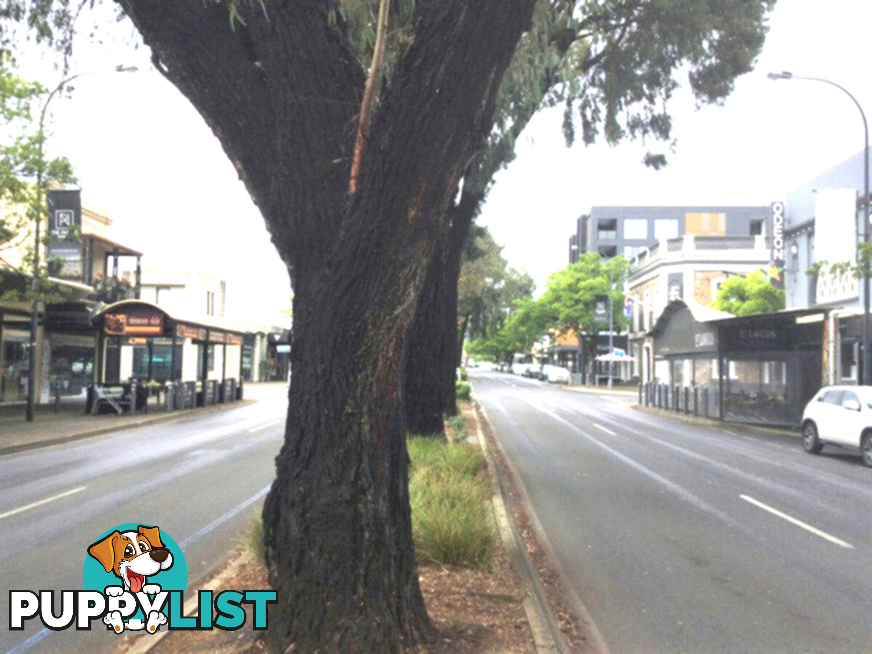 21 & 23 Cairns Street NORWOOD SA 5067