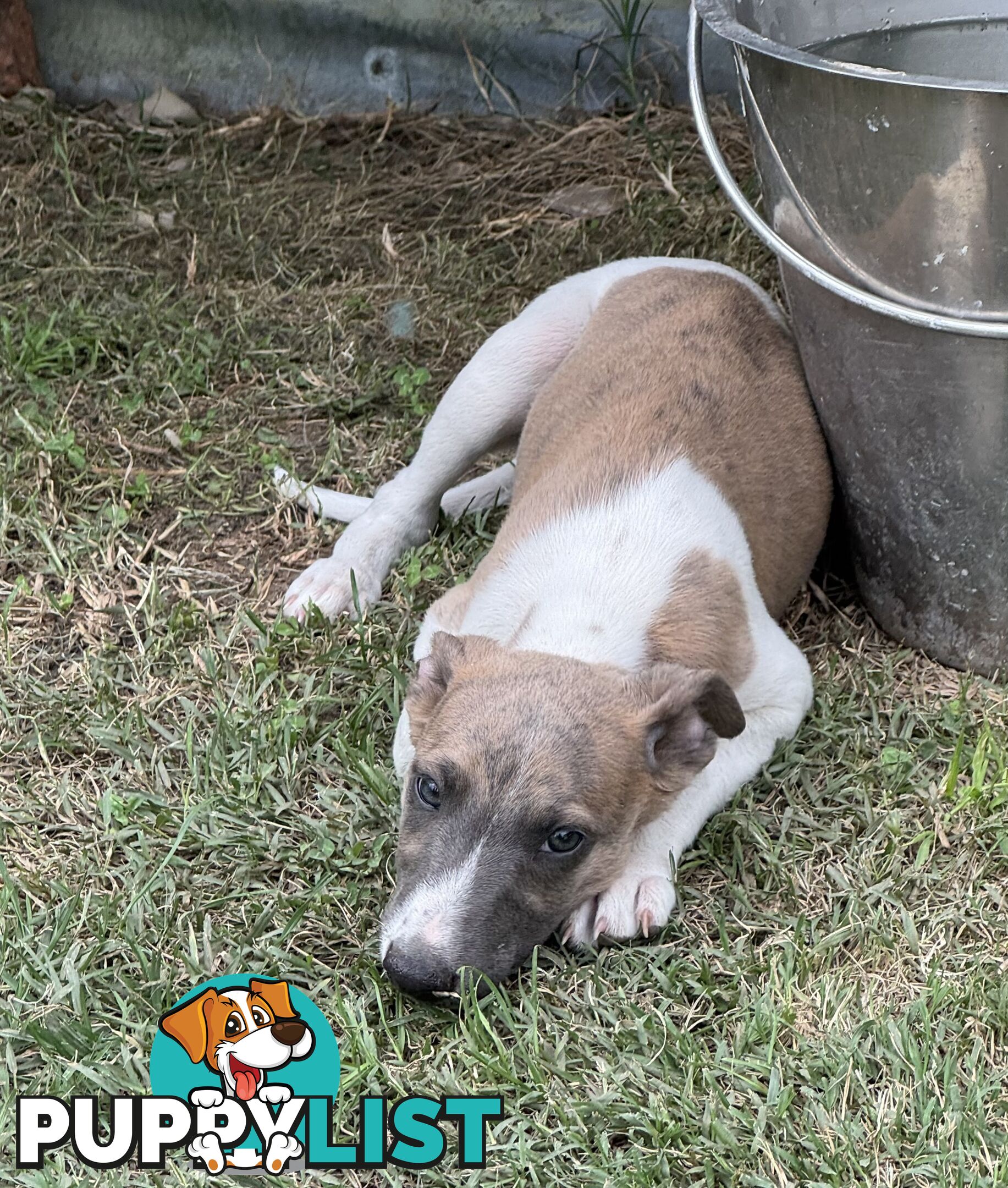 Whippet pups