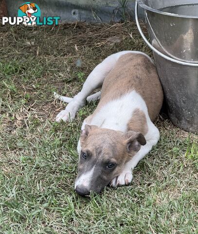 Whippet pups