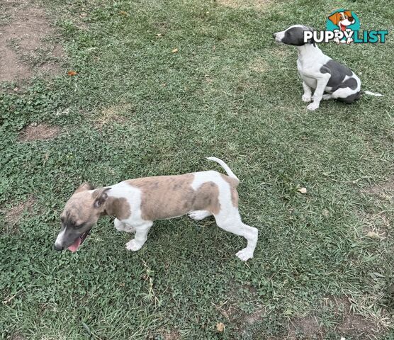 Whippet pups