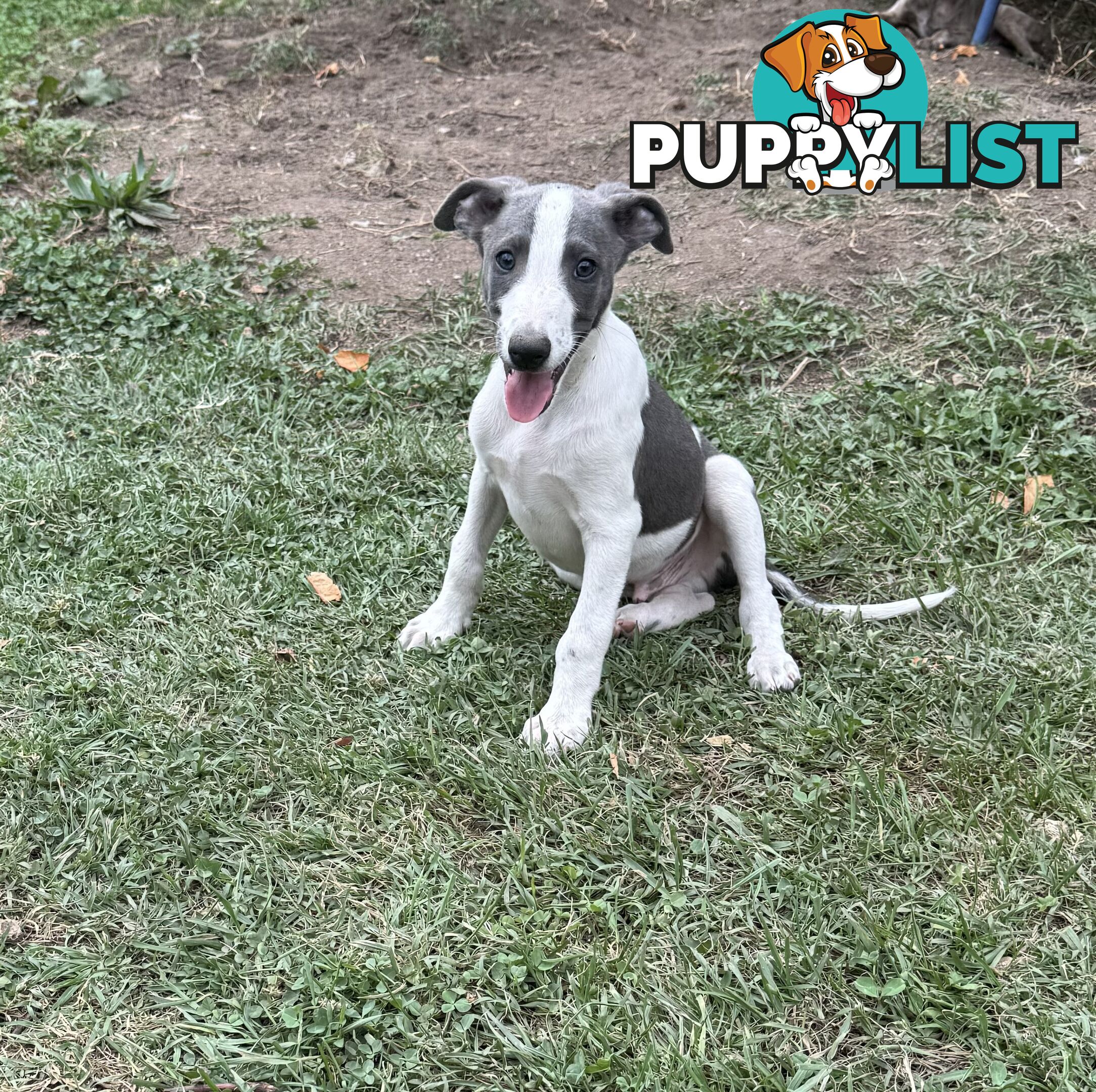 Whippet pups