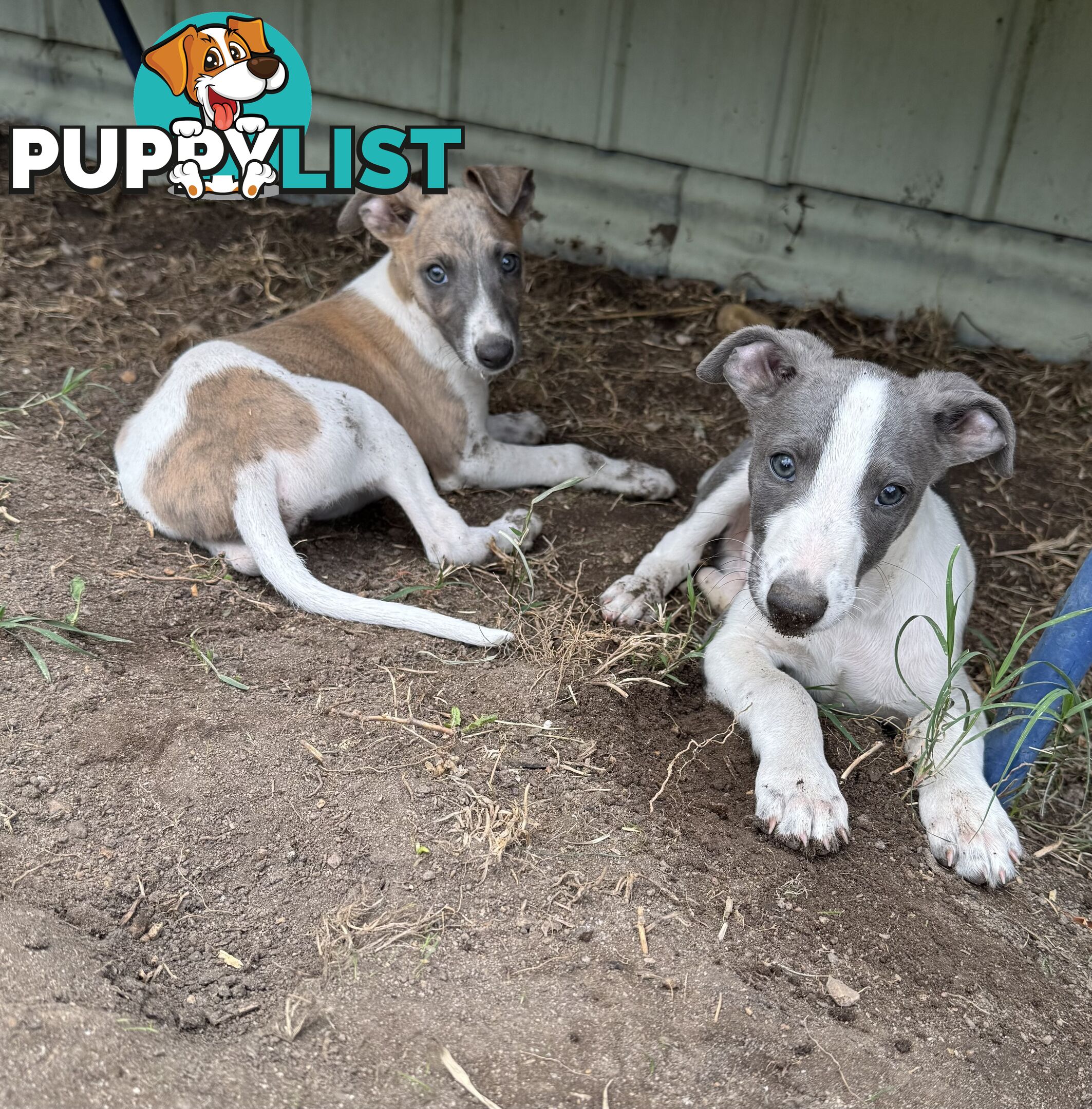 Whippet pups