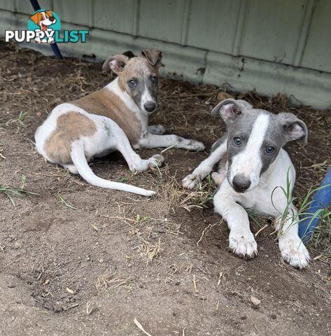 Whippet pups