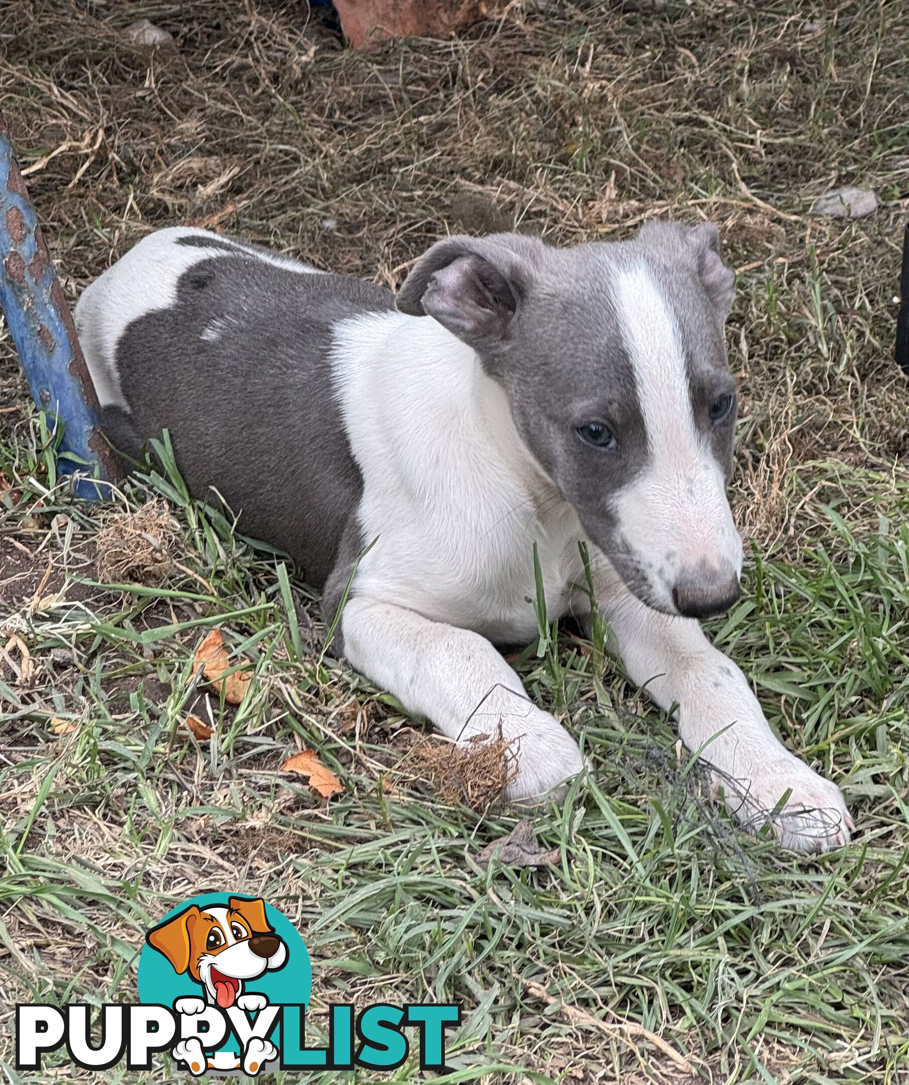 Whippet pups