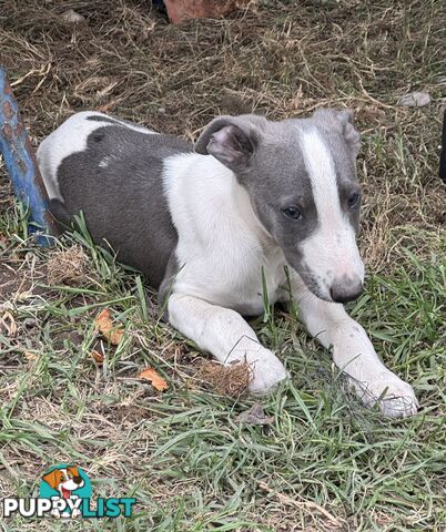 Whippet pups