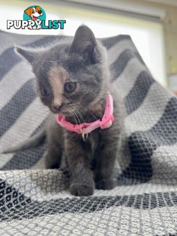 Purebred British Shorthair x Scottish Fold Kittens