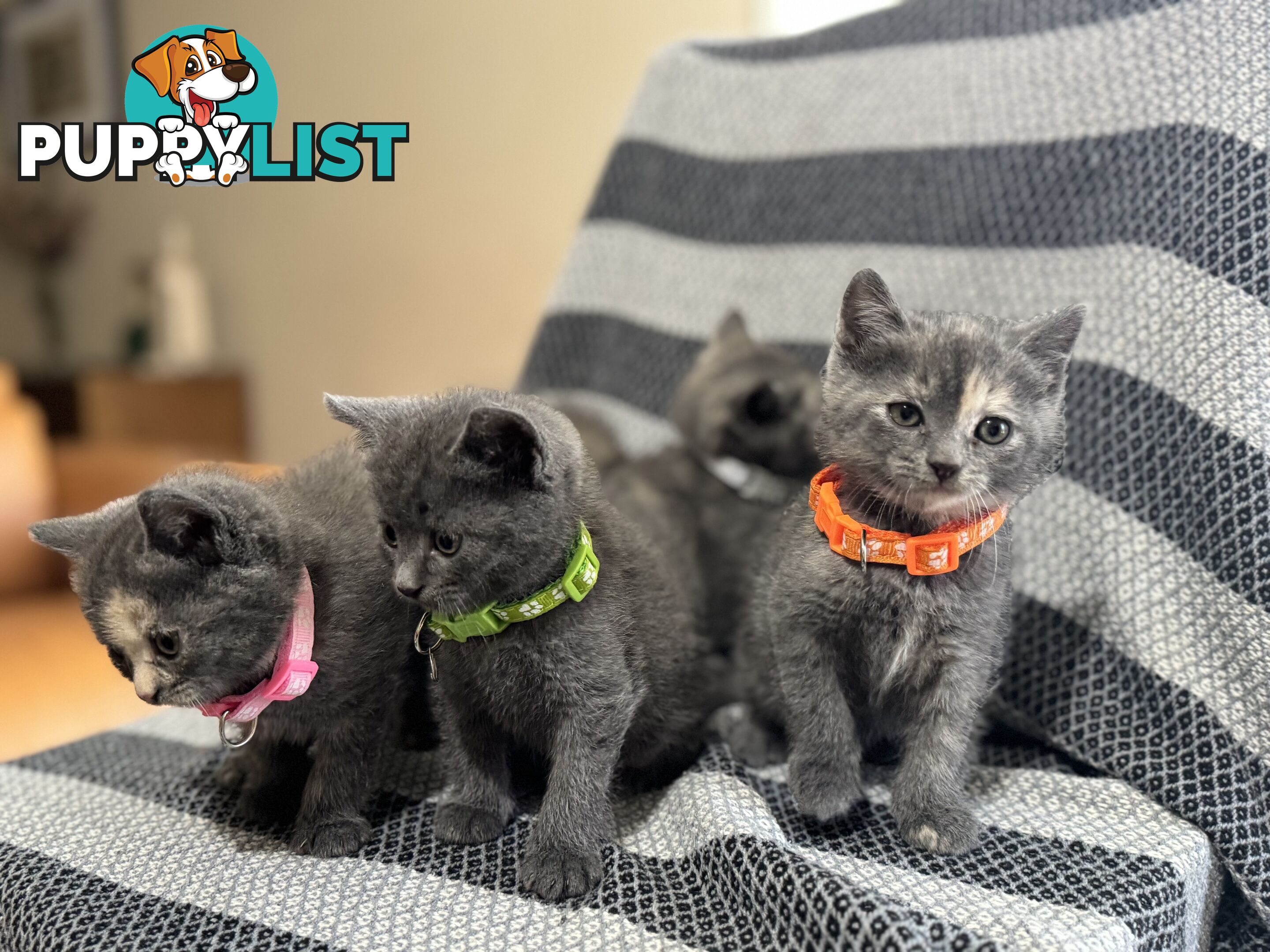 Purebred British Shorthair x Scottish Fold Kittens