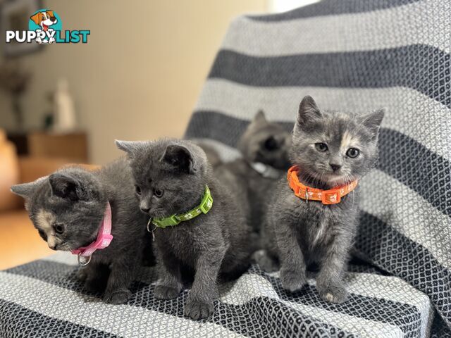 Purebred British Shorthair x Scottish Fold Kittens