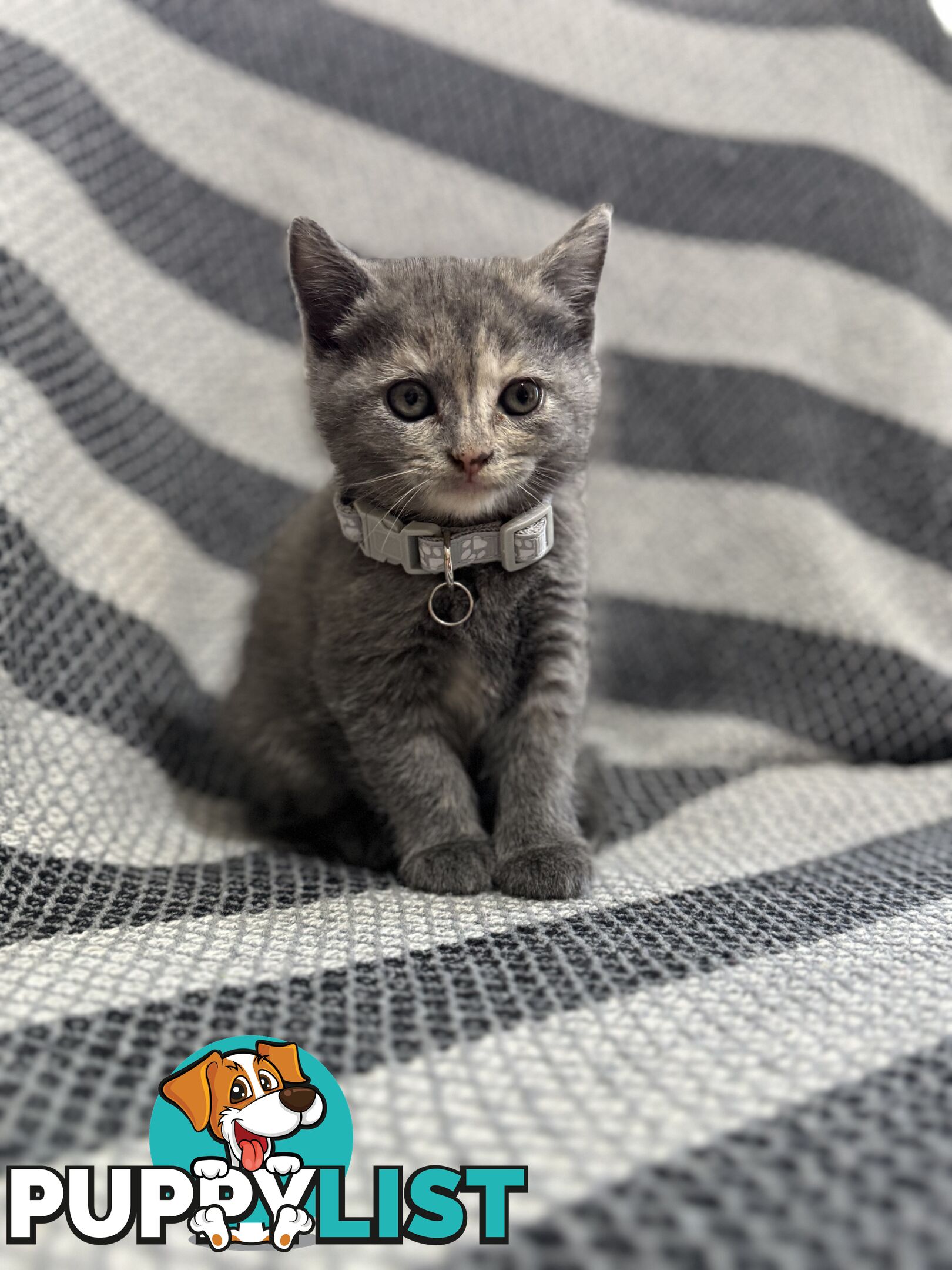 Purebred British Shorthair x Scottish Fold Kittens