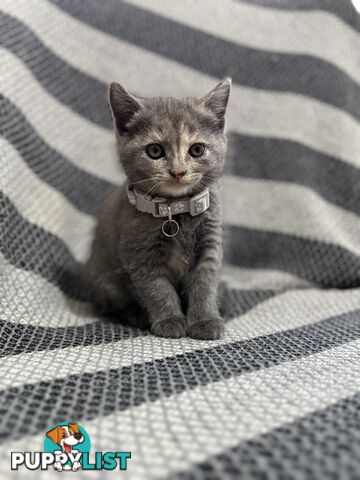 Purebred British Shorthair x Scottish Fold Kittens