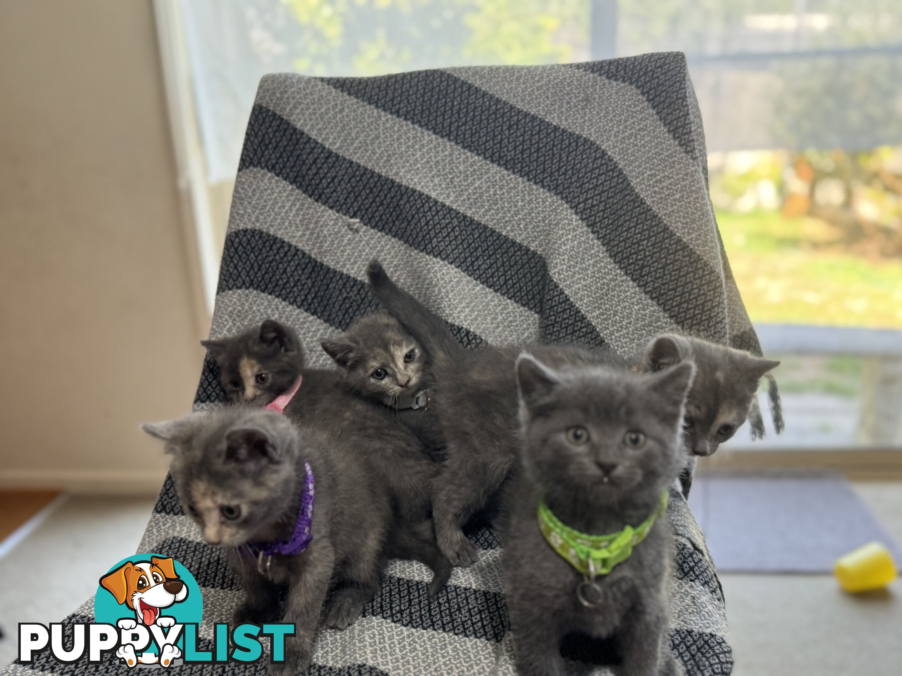 Purebred British Shorthair x Scottish Fold Kittens