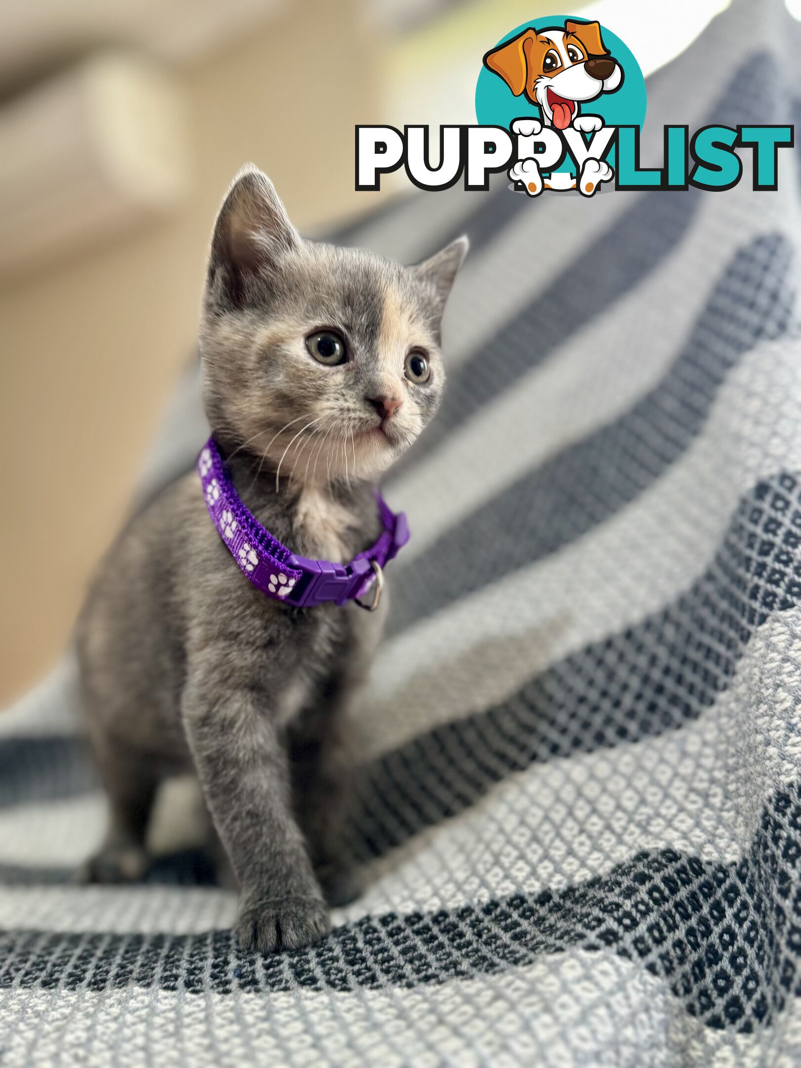 Purebred British Shorthair x Scottish Fold Kittens