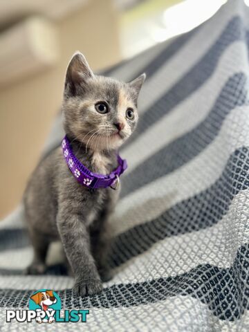 Purebred British Shorthair x Scottish Fold Kittens