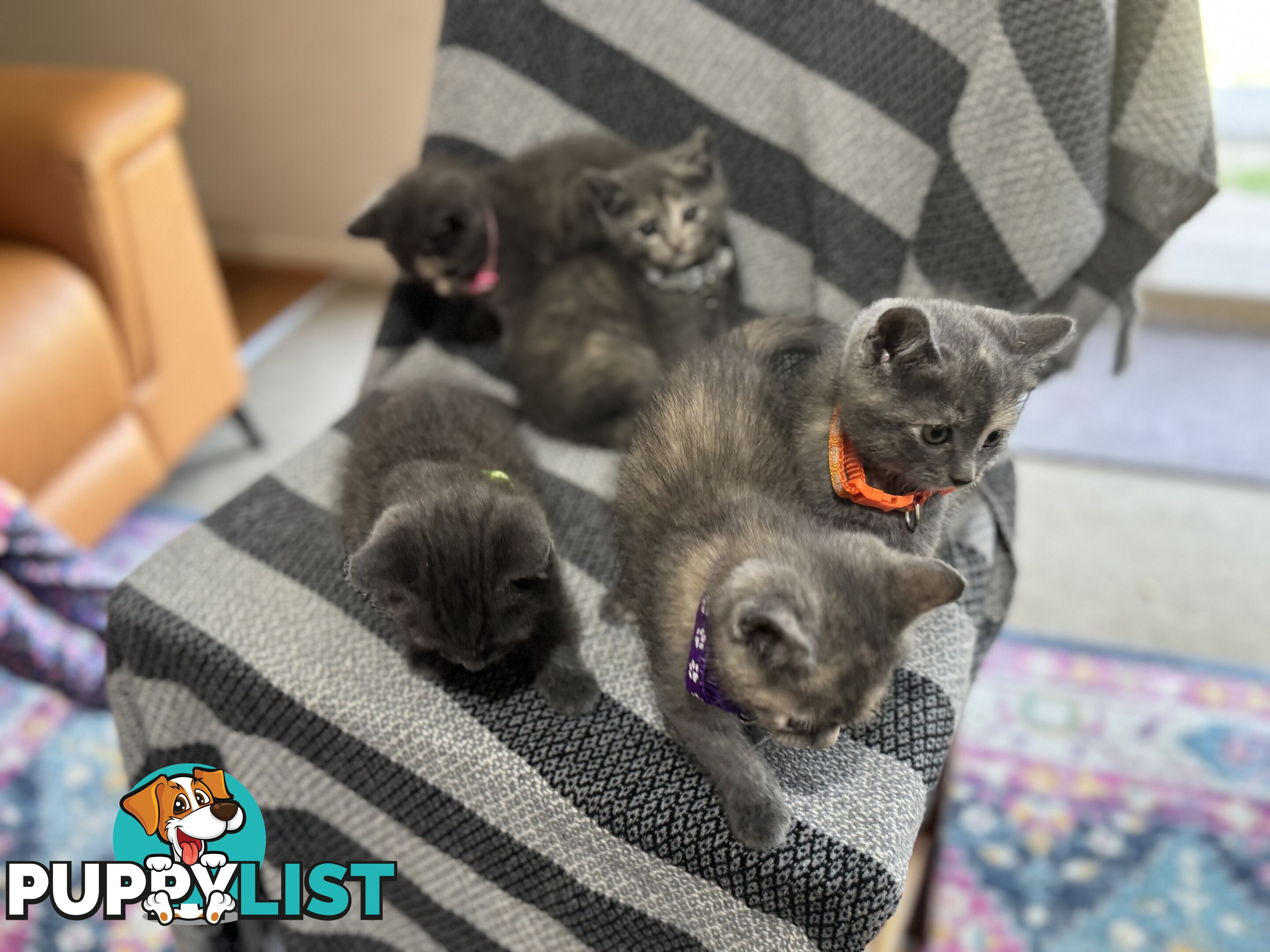 Purebred British Shorthair x Scottish Fold Kittens