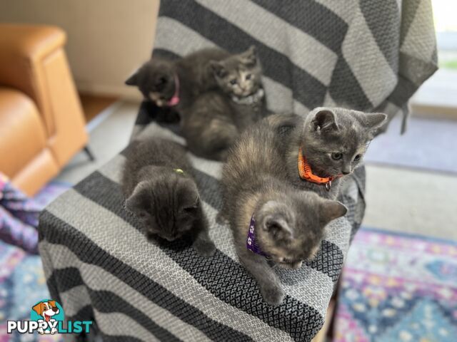 Purebred British Shorthair x Scottish Fold Kittens