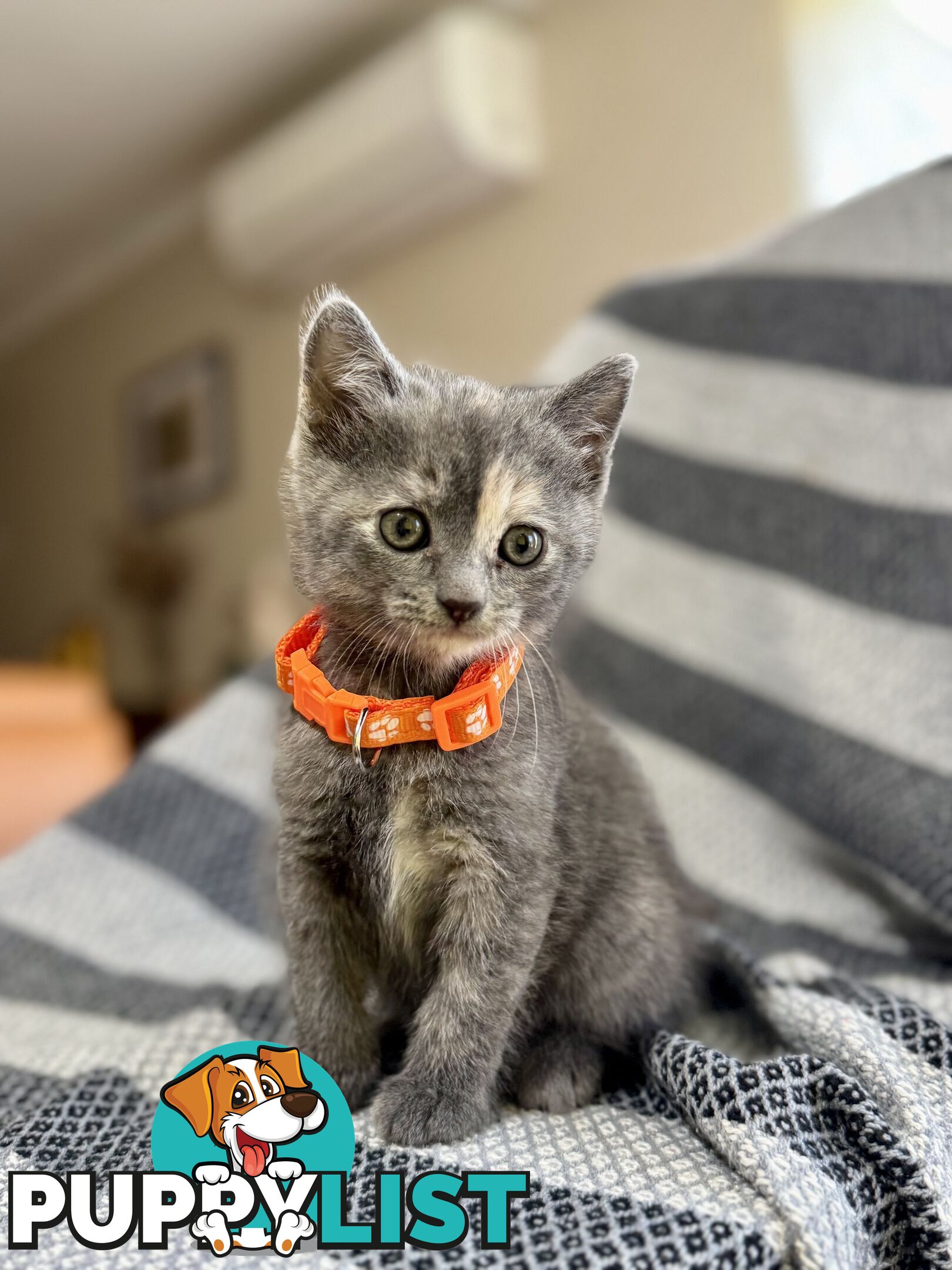 Purebred British Shorthair x Scottish Fold Kittens