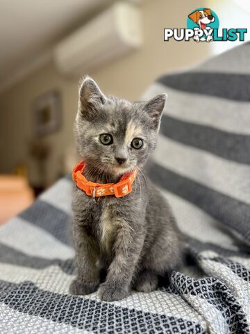 Purebred British Shorthair x Scottish Fold Kittens