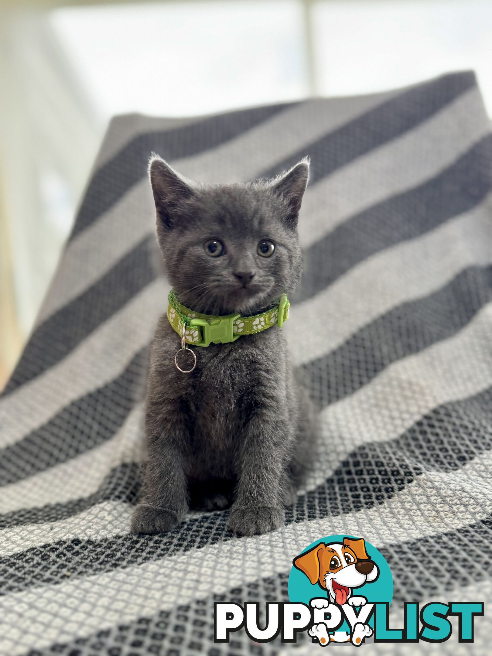 Purebred British Shorthair x Scottish Fold Kittens