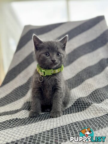 Purebred British Shorthair x Scottish Fold Kittens