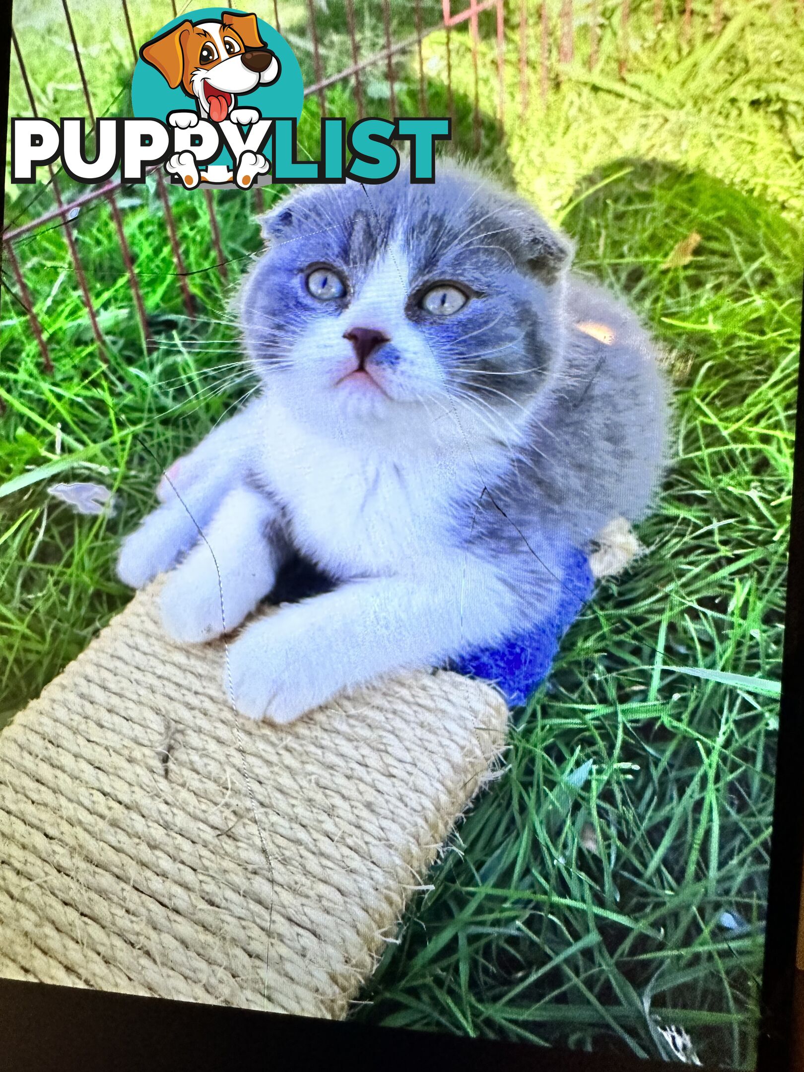 British shorthair