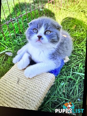 British shorthair