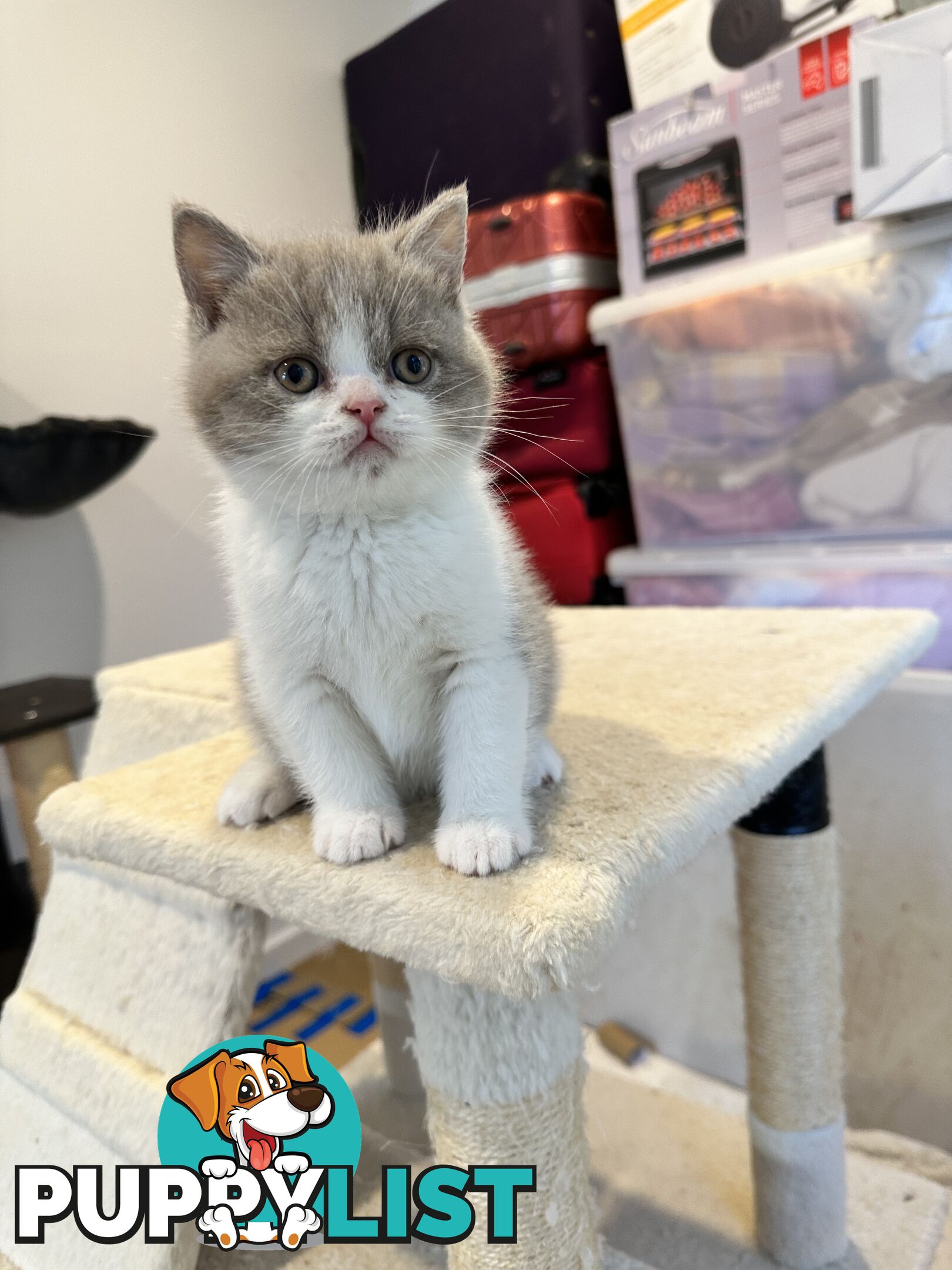 British shorthair