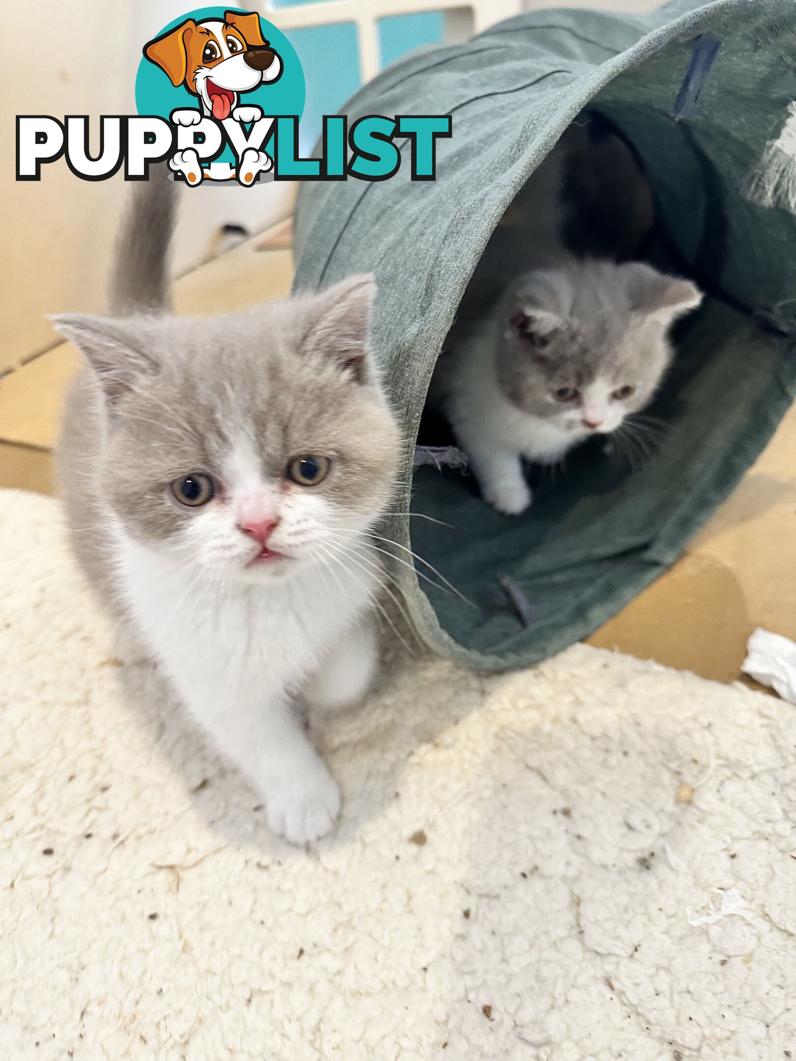 British shorthair