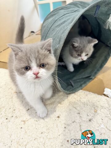 British shorthair