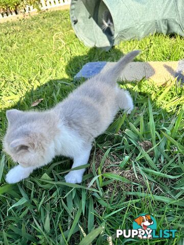 British shorthair