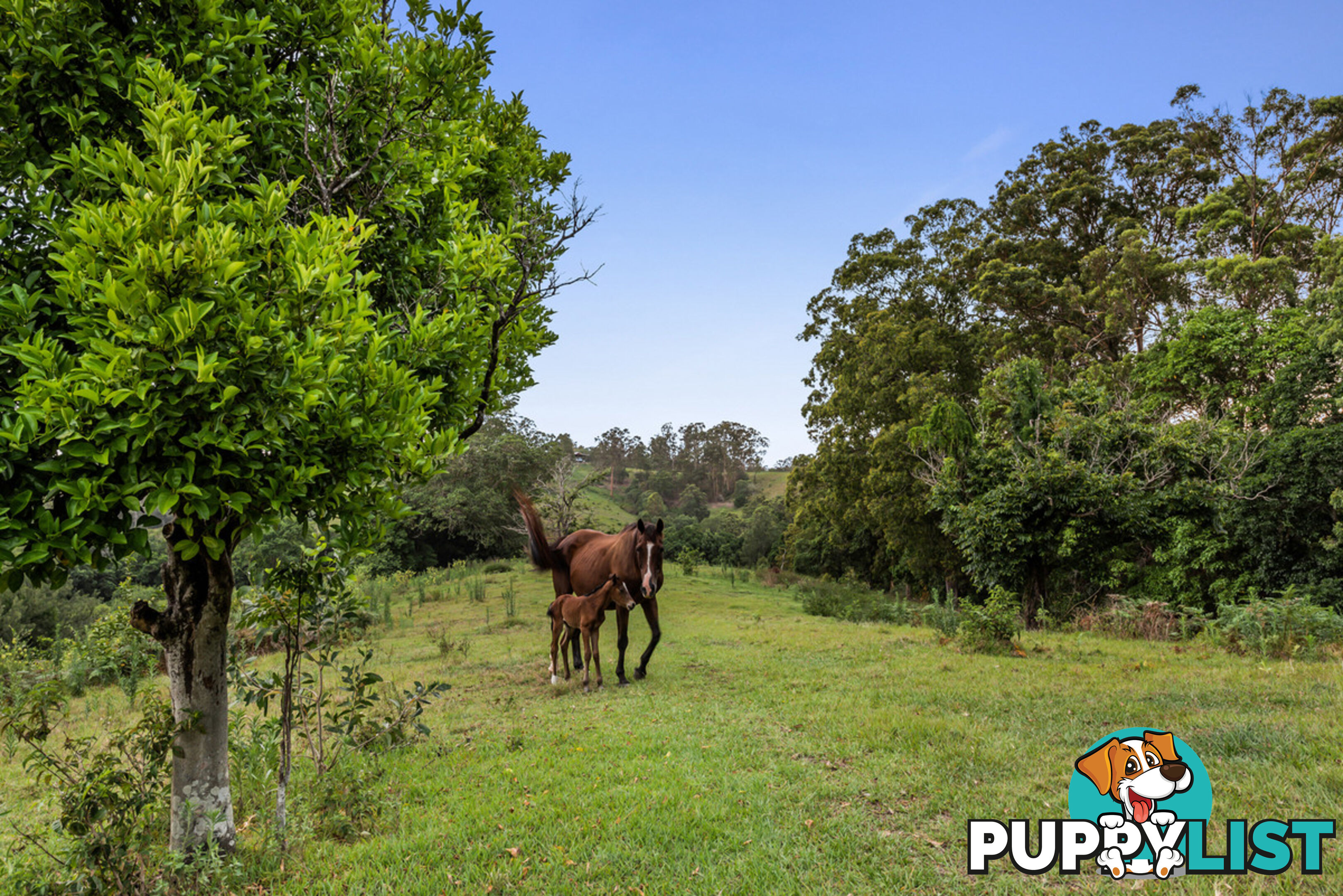 43-53 Branch Creek Road Clear Mountain QLD 4500