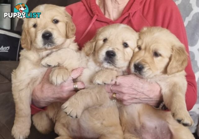 Golden Retriever puppies