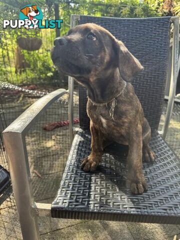 Cane Corso x Rottweiler