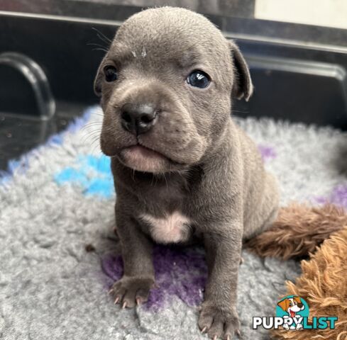 blue English Staffys